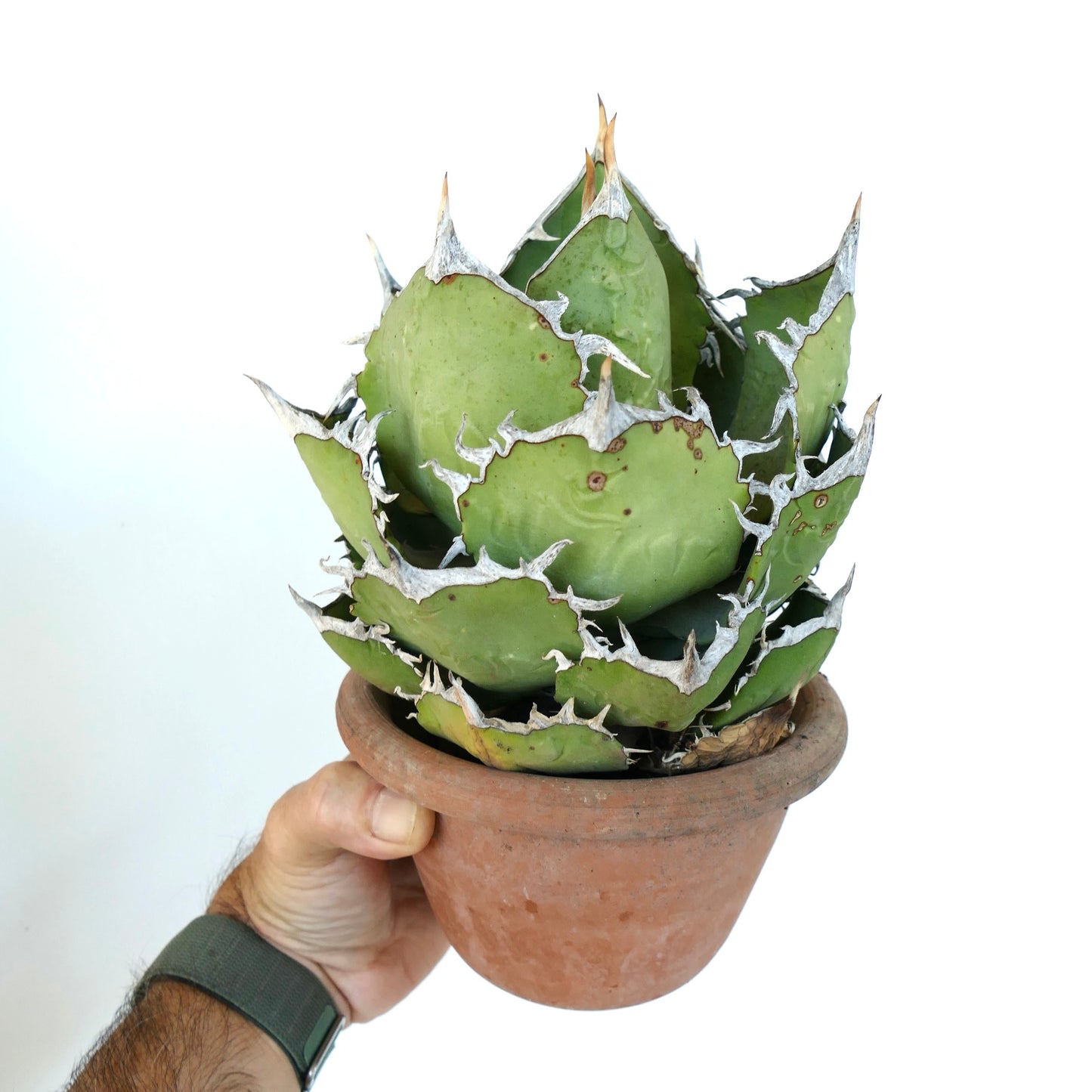 Agave oteori kompakt sukkulent med tykke grønne blader og hvite taggete kanter i potte