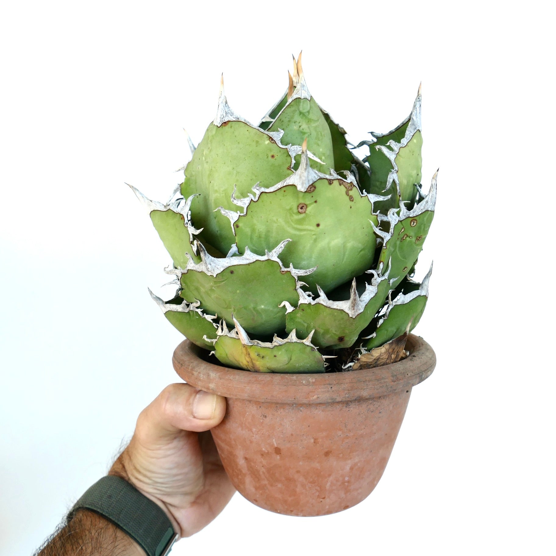 Agave oteori kompakt sukkulent med tykke grønne blader og hvite tornede kanter i potte