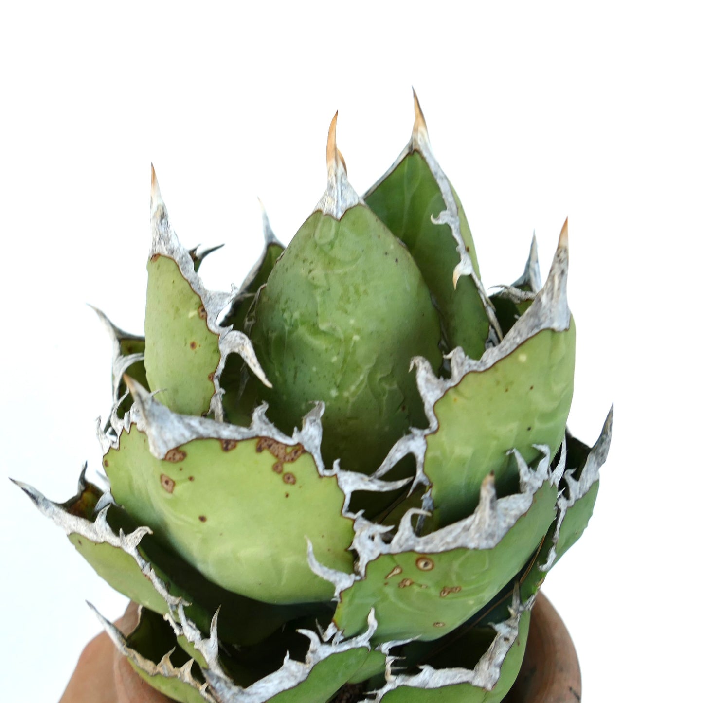 Agave oteori kompakt sukkulent med tykke grønne blader og hvite taggete kanter i potte