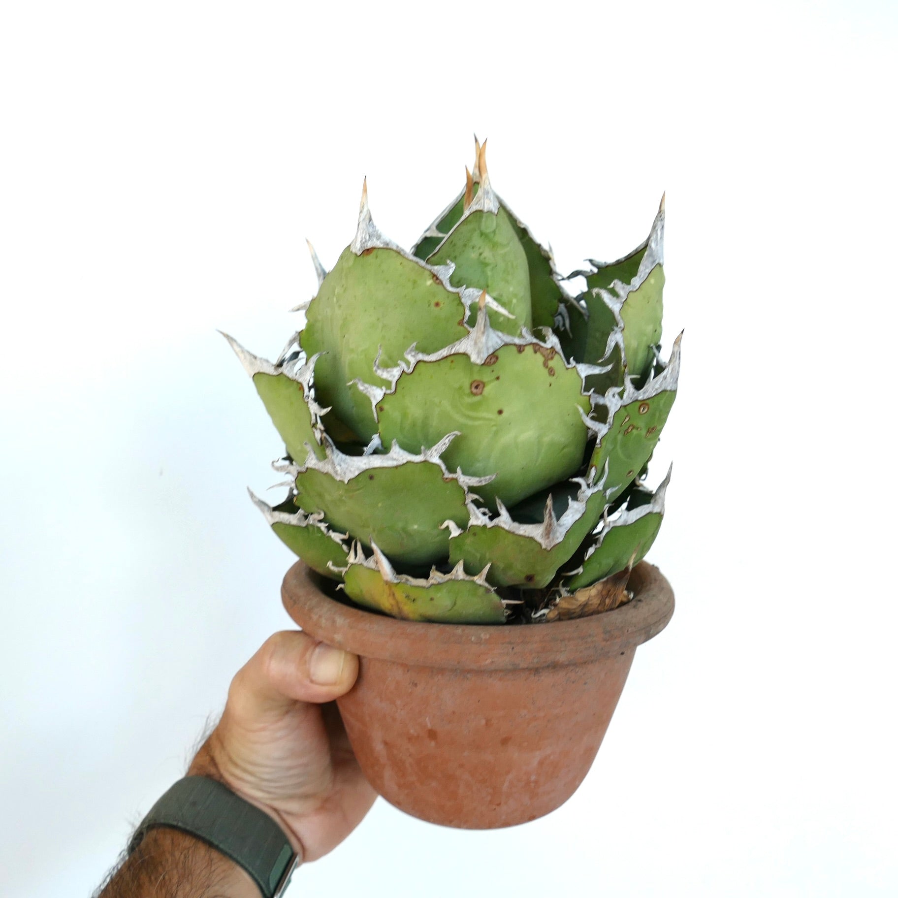 Agave oteori kompakt saftig plante med tykke grønne blader og hvite piggete kanter i potte