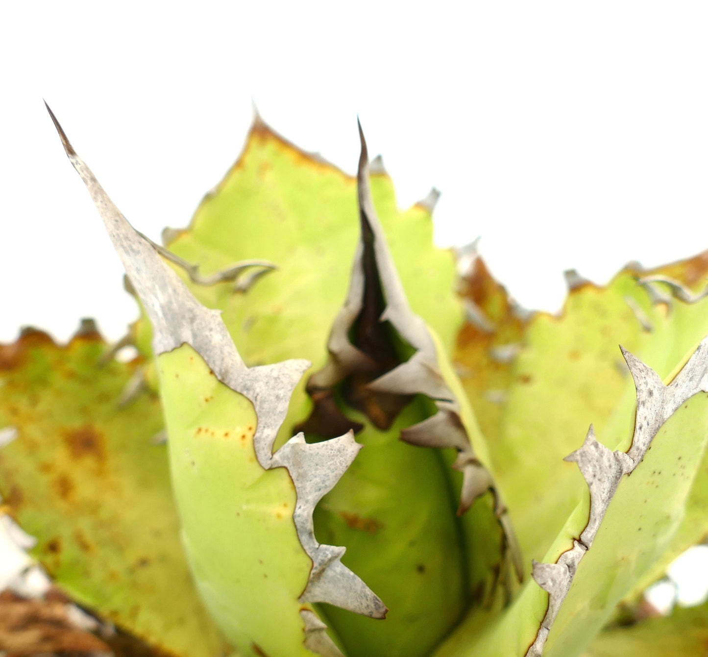 Agave oteroi WILD CLONE