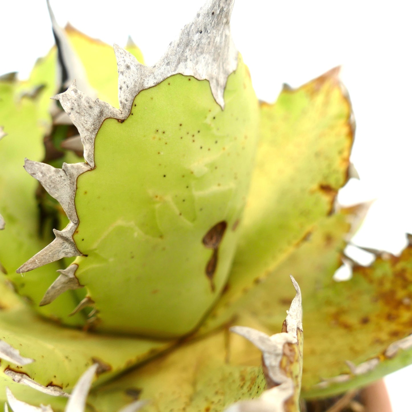 Agave oteroi WILD CLONE