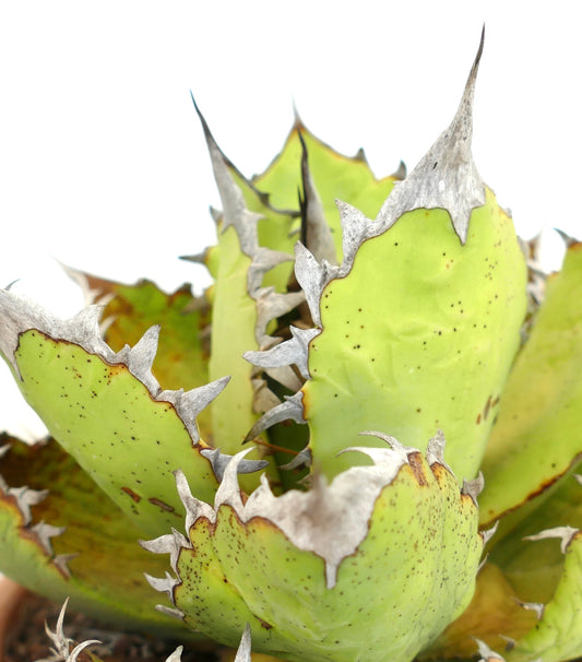 Agave oteroi WILD CLONE