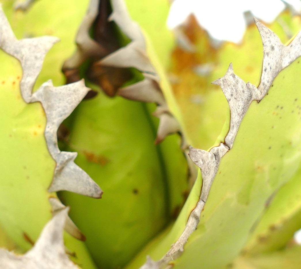 Agave oteroi WILD CLONE