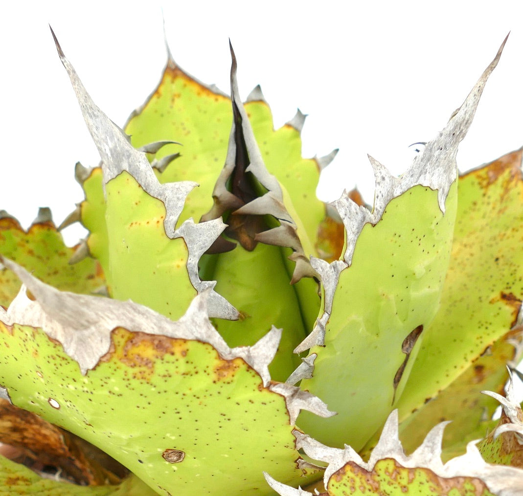 Agave oteroi WILD CLONE