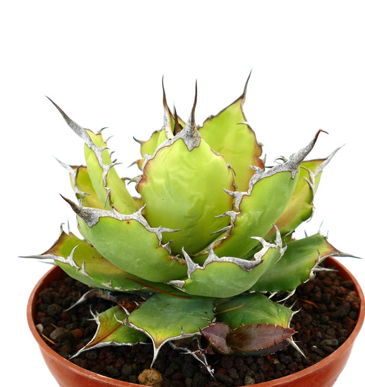 Agave oteroi succulent with thick green leaves and prominent gray spines in pot