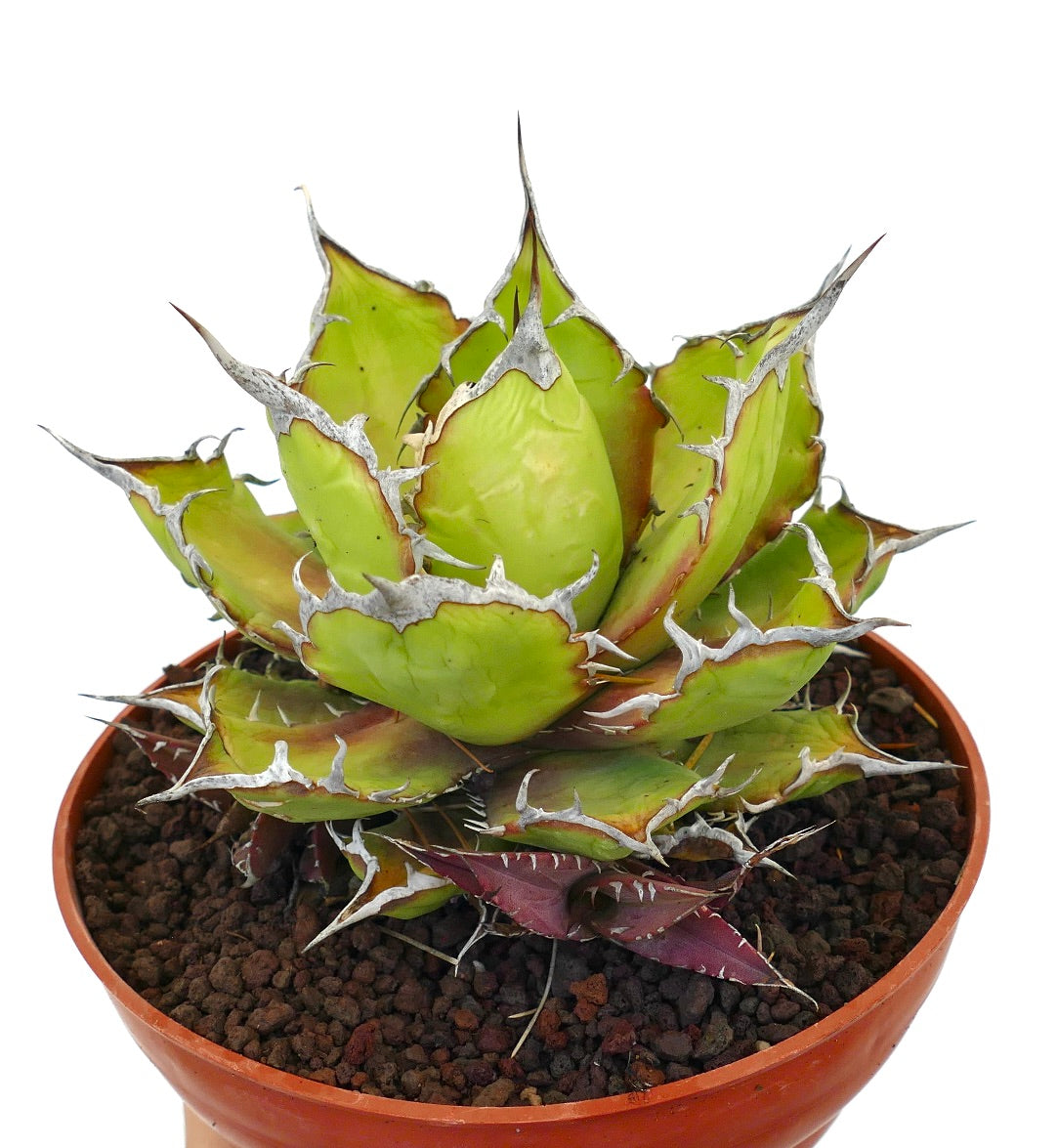 Agave oteroi sukkulent med tykke grønne blader og fremtredende hvite torner i potte