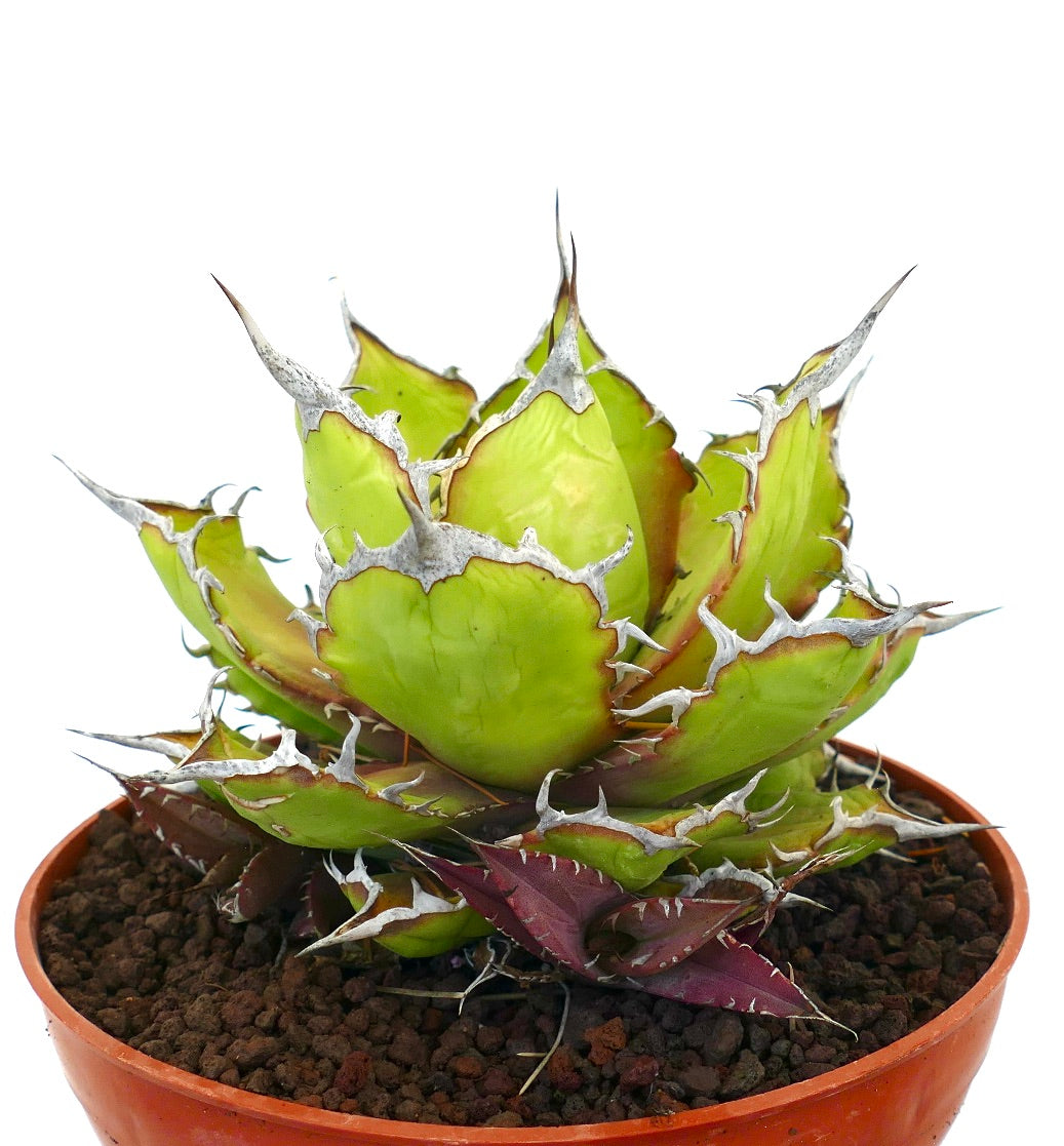 Agave oteroi sukkulent med tykke grønne blader og fremtredende hvite torner i terrakottapotte