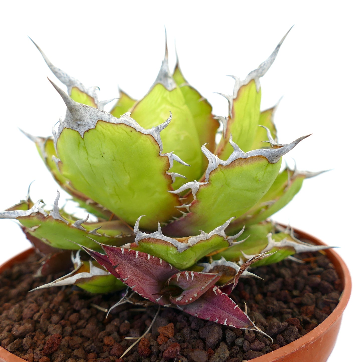 Agave oteroi sukkulent med tykke grønne blader og fremtredende sølvfargede torner