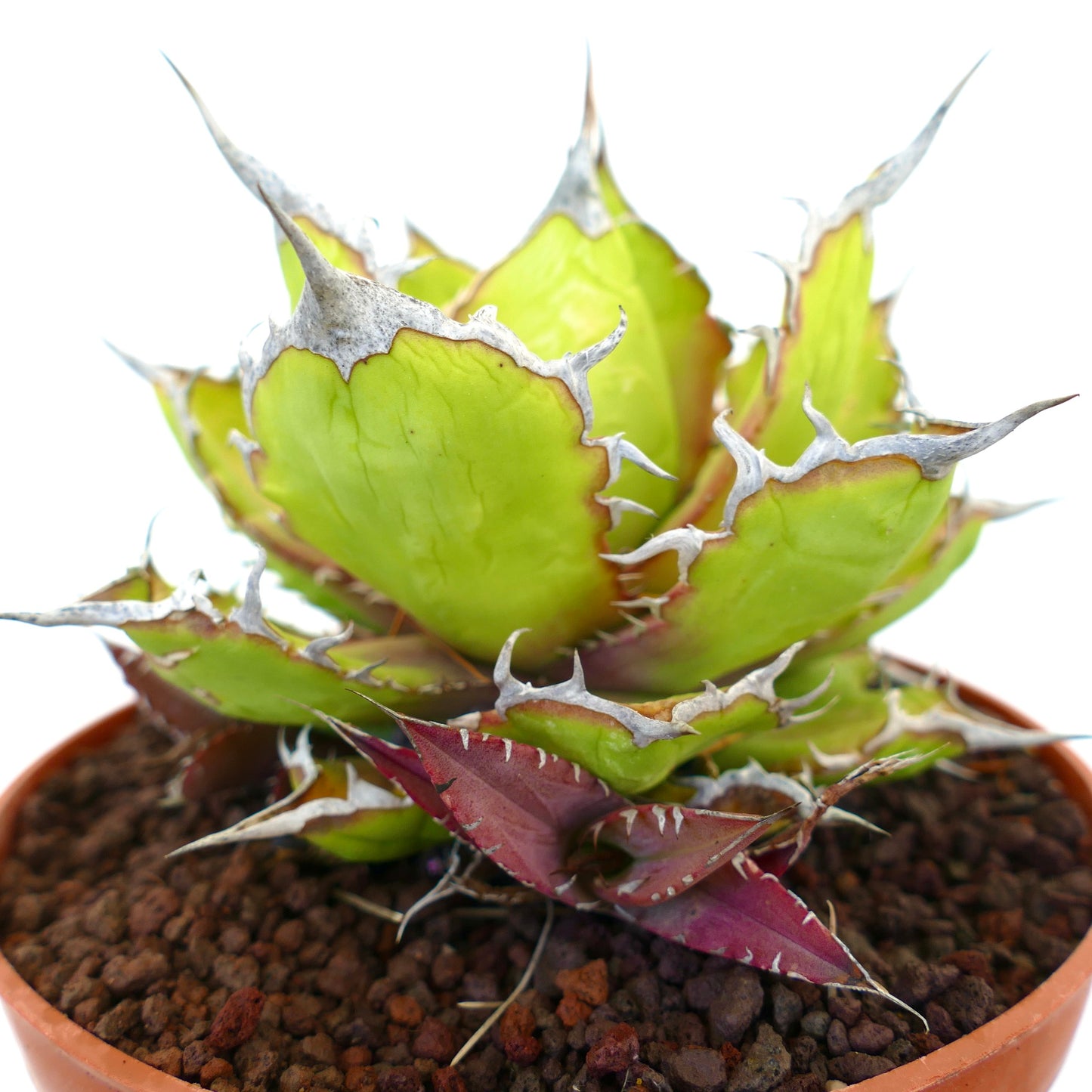 Agave oteroi sukkulent med tykke grønne blader og fremtredende hvite torner og røde avleggere