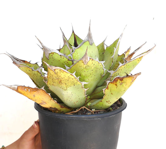 Agave oteroi succulent with thick spiny leaves and natural brown leaf tips in black pot