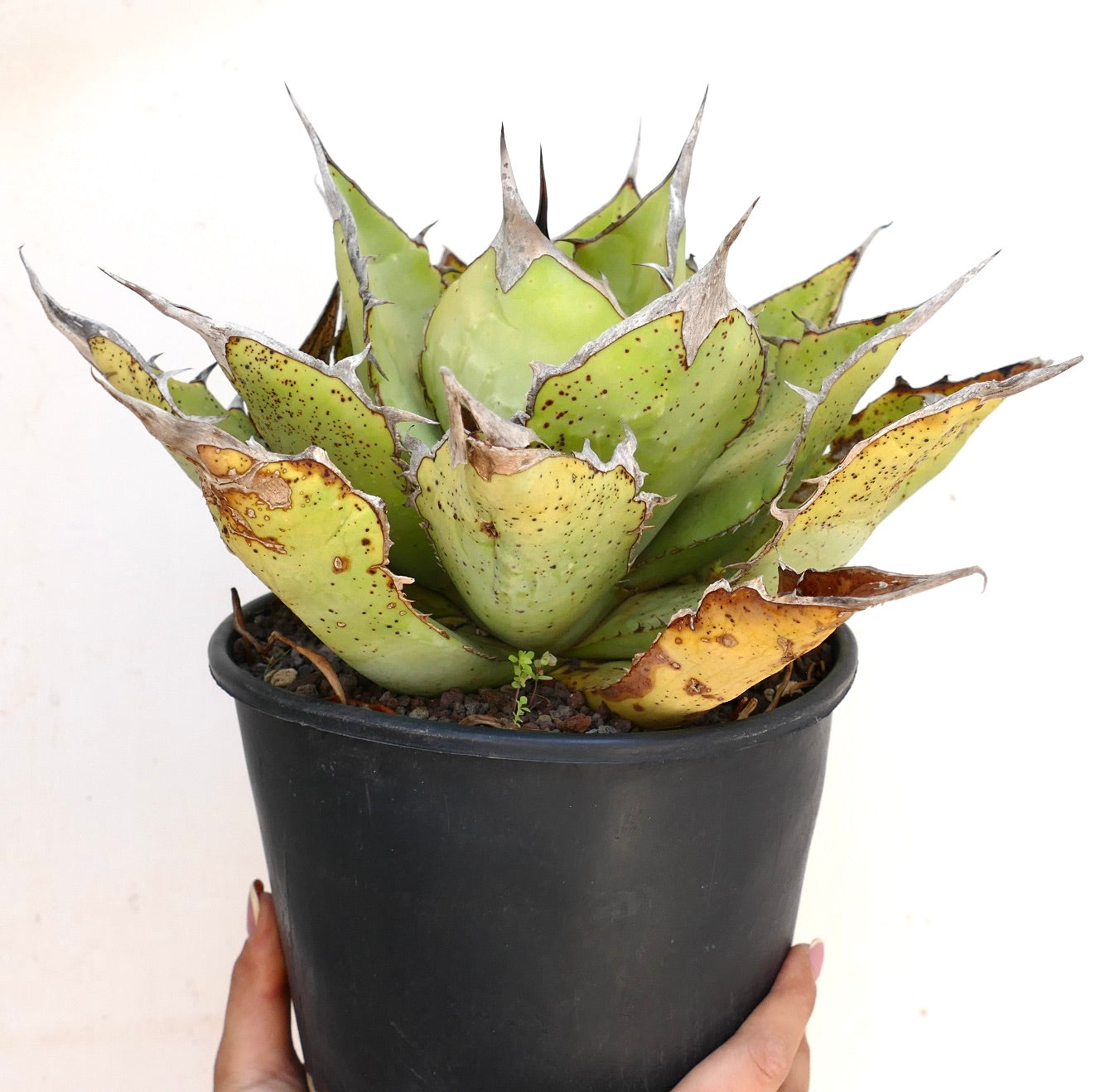 Agave oteroi sukkulent med tykke grønne blader og skarpe brune pigger i svart potte