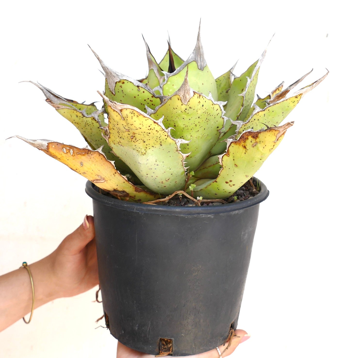 Agave oteroi sukkulent med tykke taggete blader og gult-grønnflekkete blader i svart potte