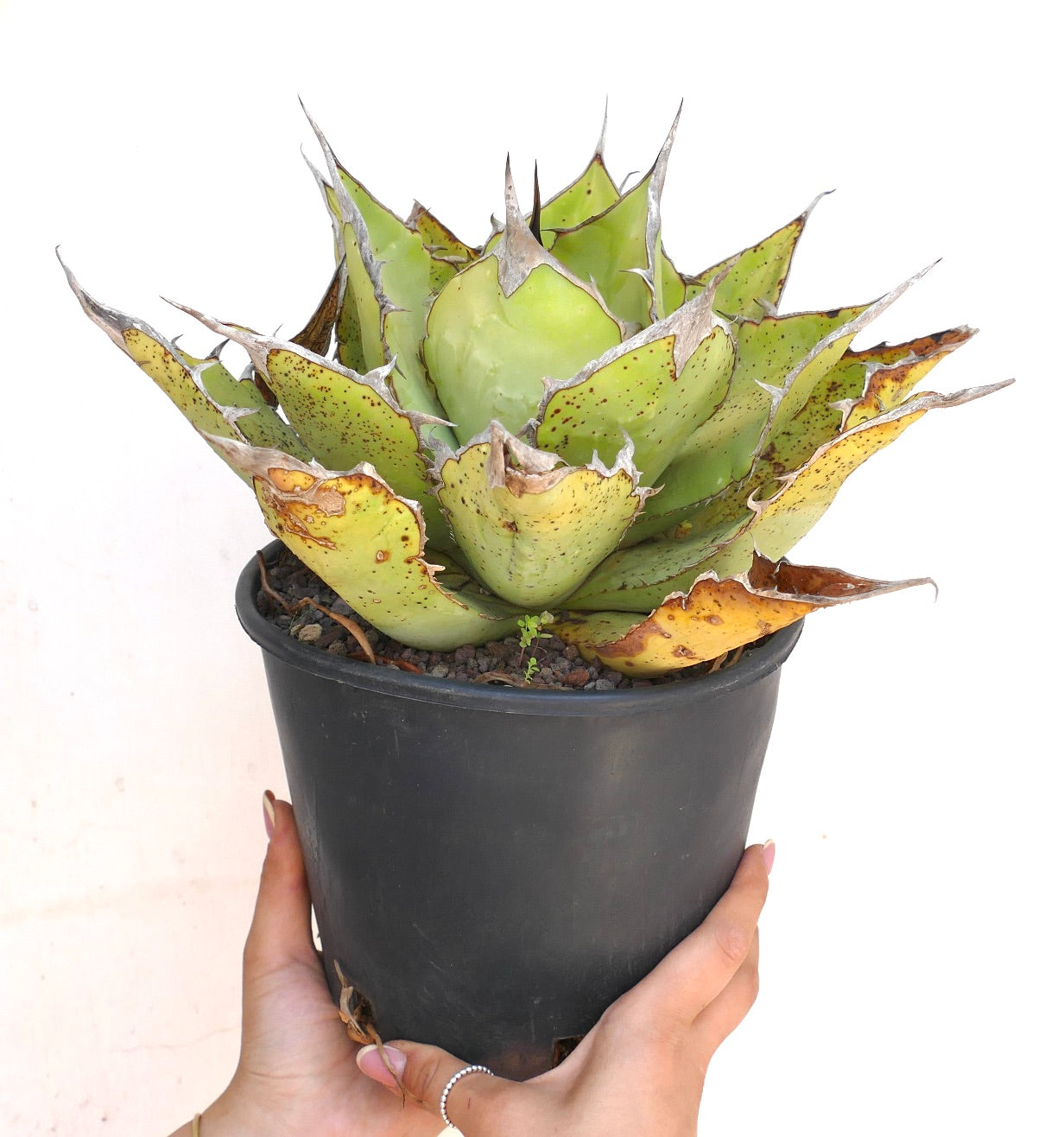 Agave oteroi sukkulent med tykke grønne blader og skarpe brune pigger i svart potte