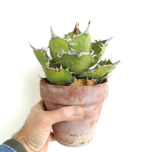 Agave oteroi WILD CLONE
