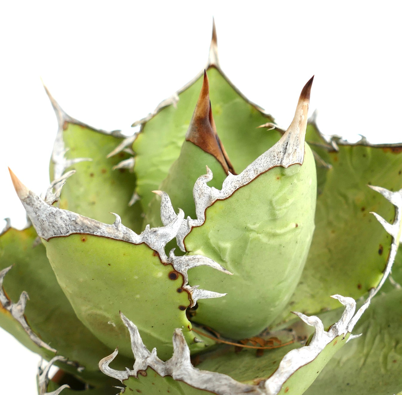 Agave oteroi WILD CLONE