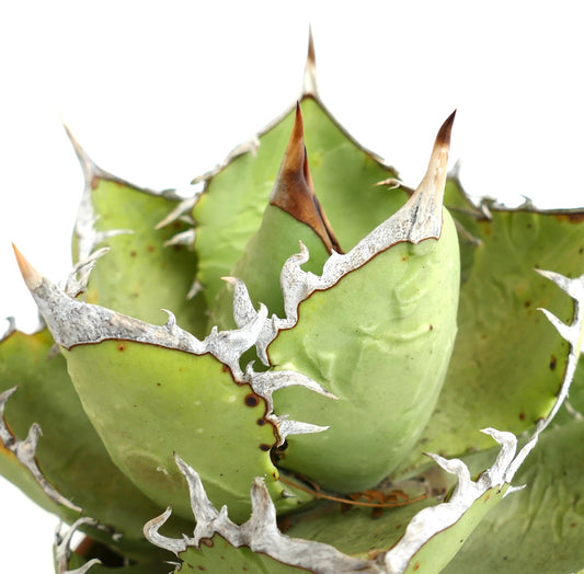 Agave oteroi WILD CLONE