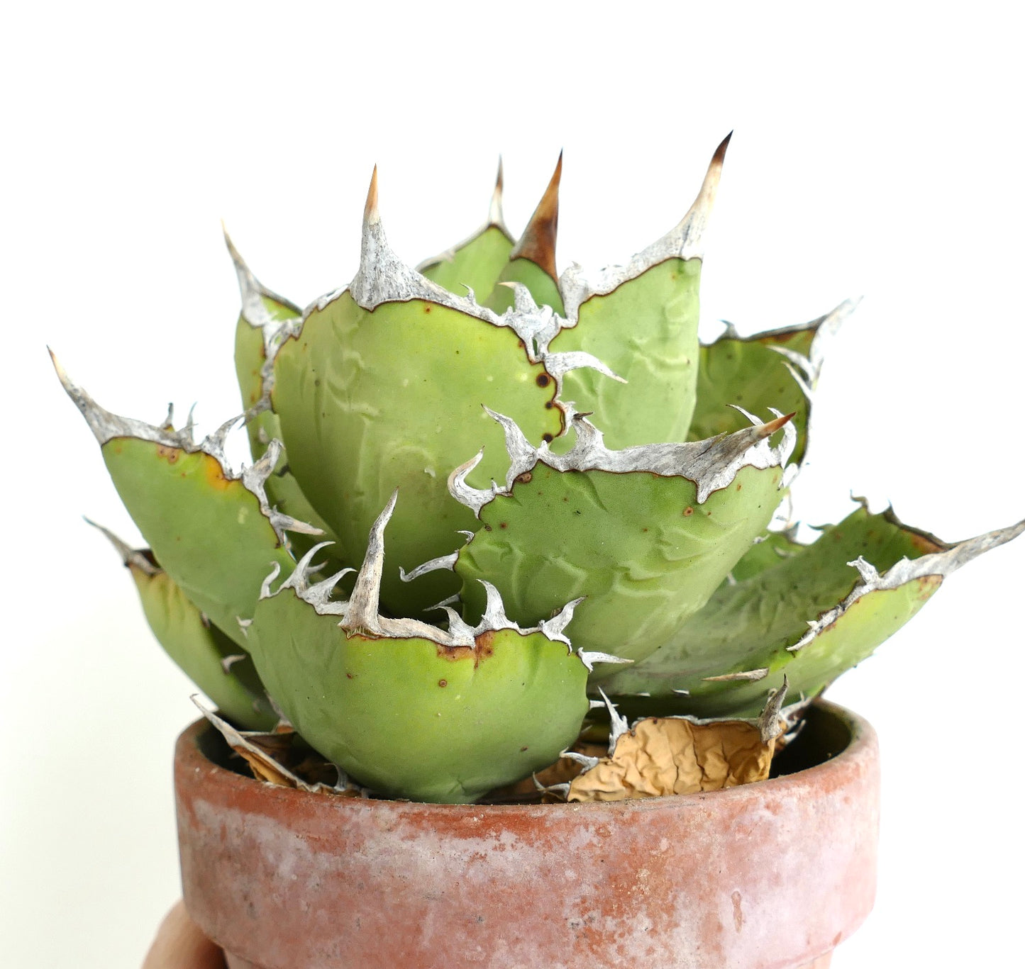 Agave oteroi WILD CLONE