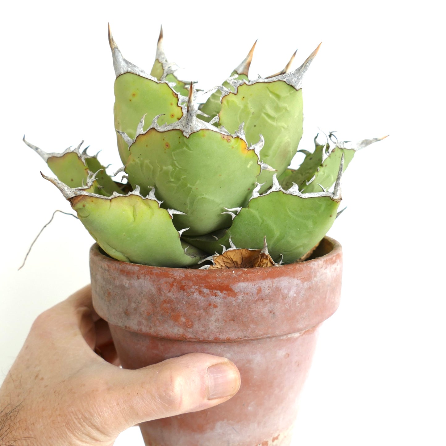 Agave oteroi WILD CLONE