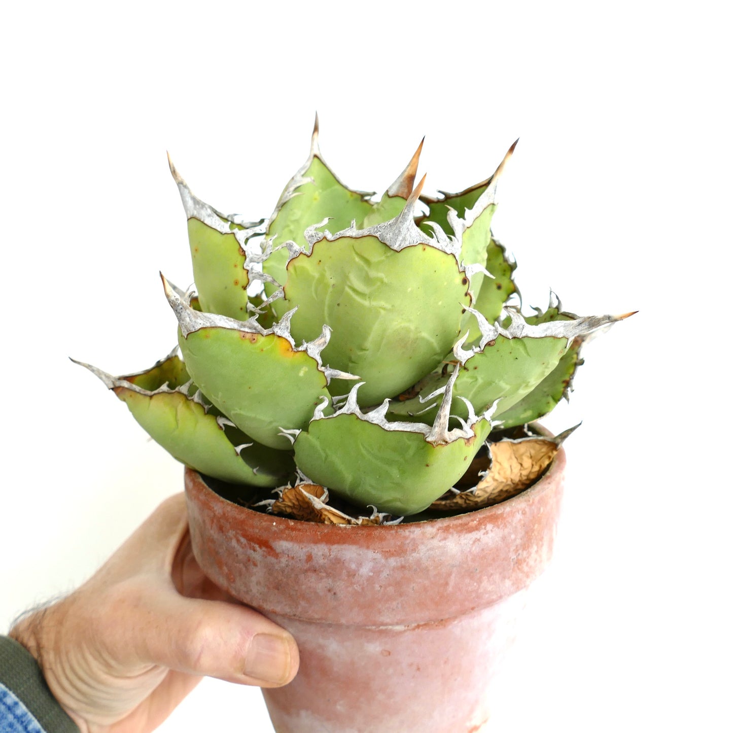 Agave oteroi WILD CLONE