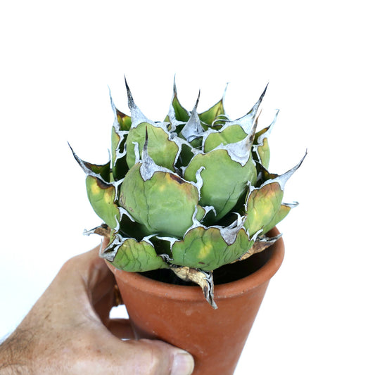 Agave oteroi Wild Compact in a small terracotta pot, showing compact green rosette leaves with white spiny edges and dark tips.
