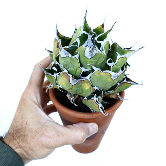 Hand holding a terracotta pot with Agave oteroi Wild Compact, a compact succulent with sharp white-edged leaves