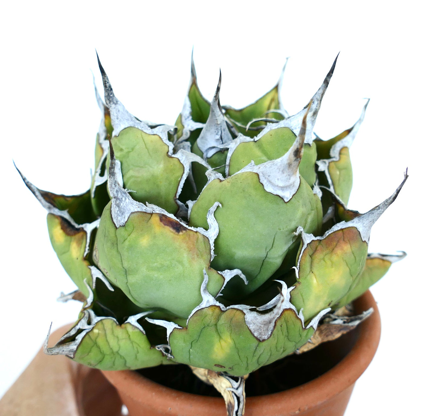 Top view of Agave oteroi Wild Compact highlighting its geometric rosette shape and thick leaves with wavy white margins.