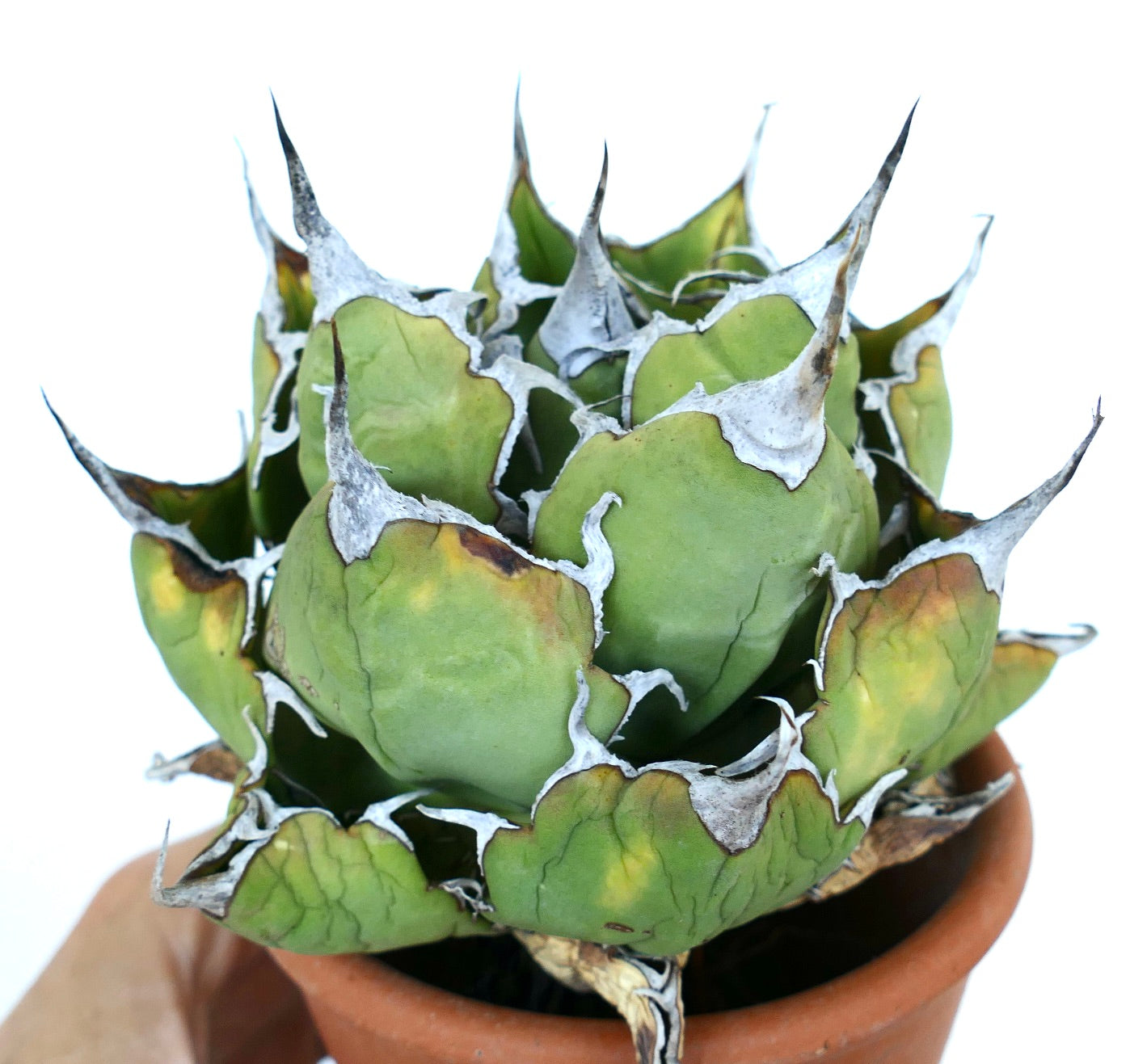 Side view of Agave oteroi Wild Compact in terracotta pot, showing its dense, symmetrical rosette and spiny white leaf edges