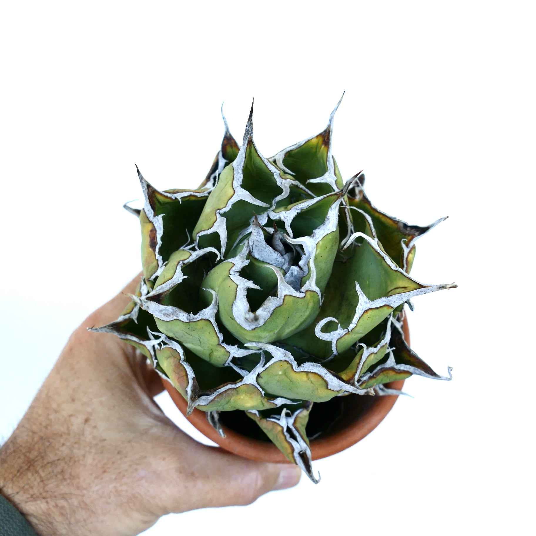 アガベ・オテロイ ワイルド コンパクト | Botanical Archive