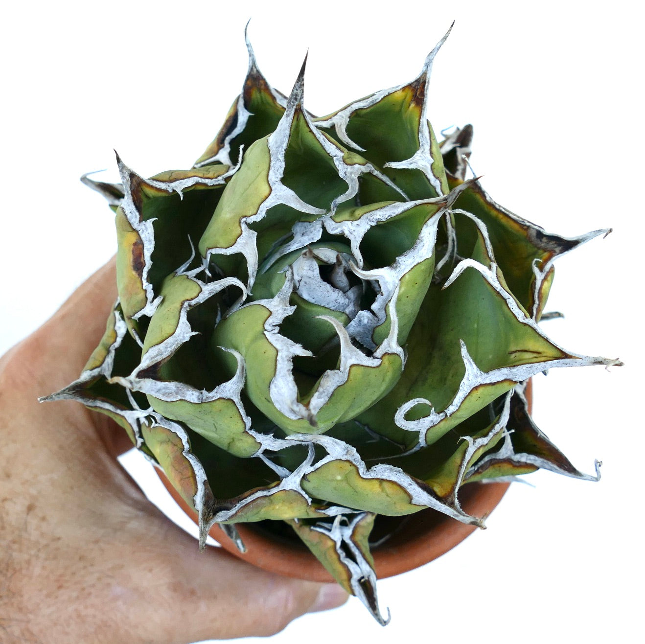 Close-up of Agave oteroi Wild Compact with broad green leaves edged in white spines and pointed brown tips
