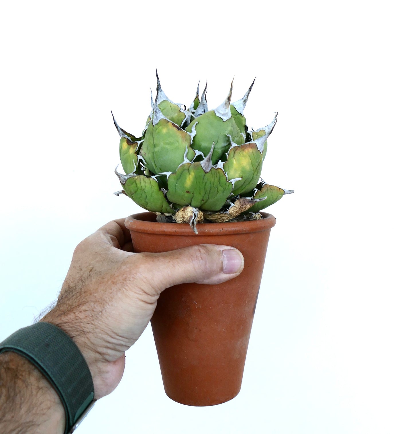Hand holding a terracotta pot with Agave oteroi Wild Compact, a compact succulent with sharp white-edged leaves.