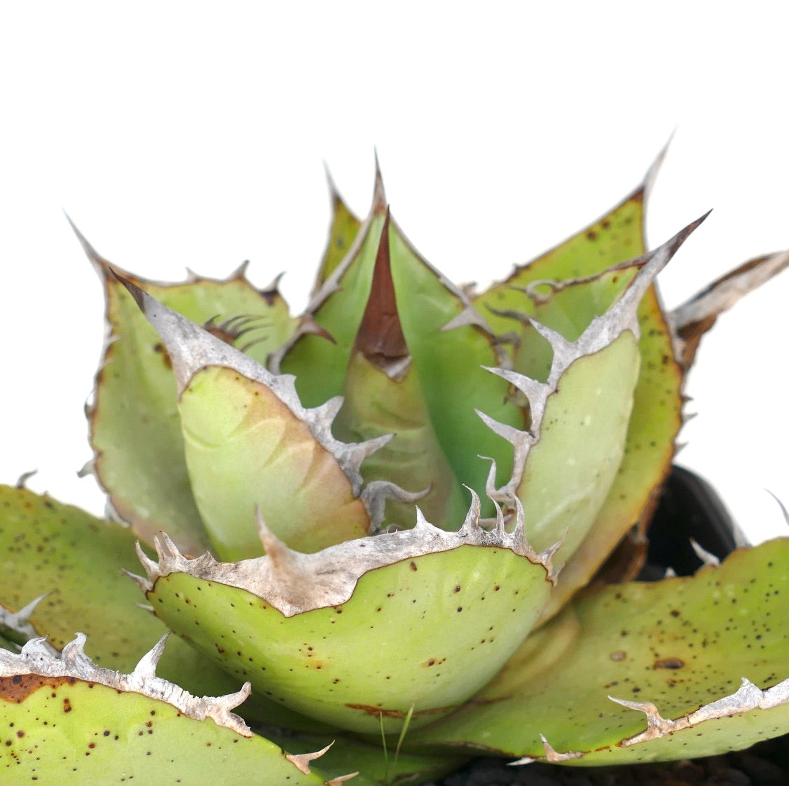 Agave oteroi succulent with thick green leaves and prominent gray spines along edges