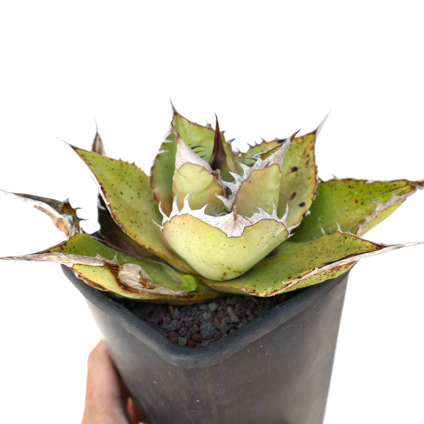 Agave oteroi succulent with thick spiny leaves and rough textured edges in black pot