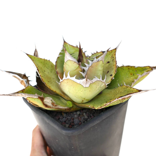 Agave oteroi succulent with thick spiny leaves and rough textured edges in black pot