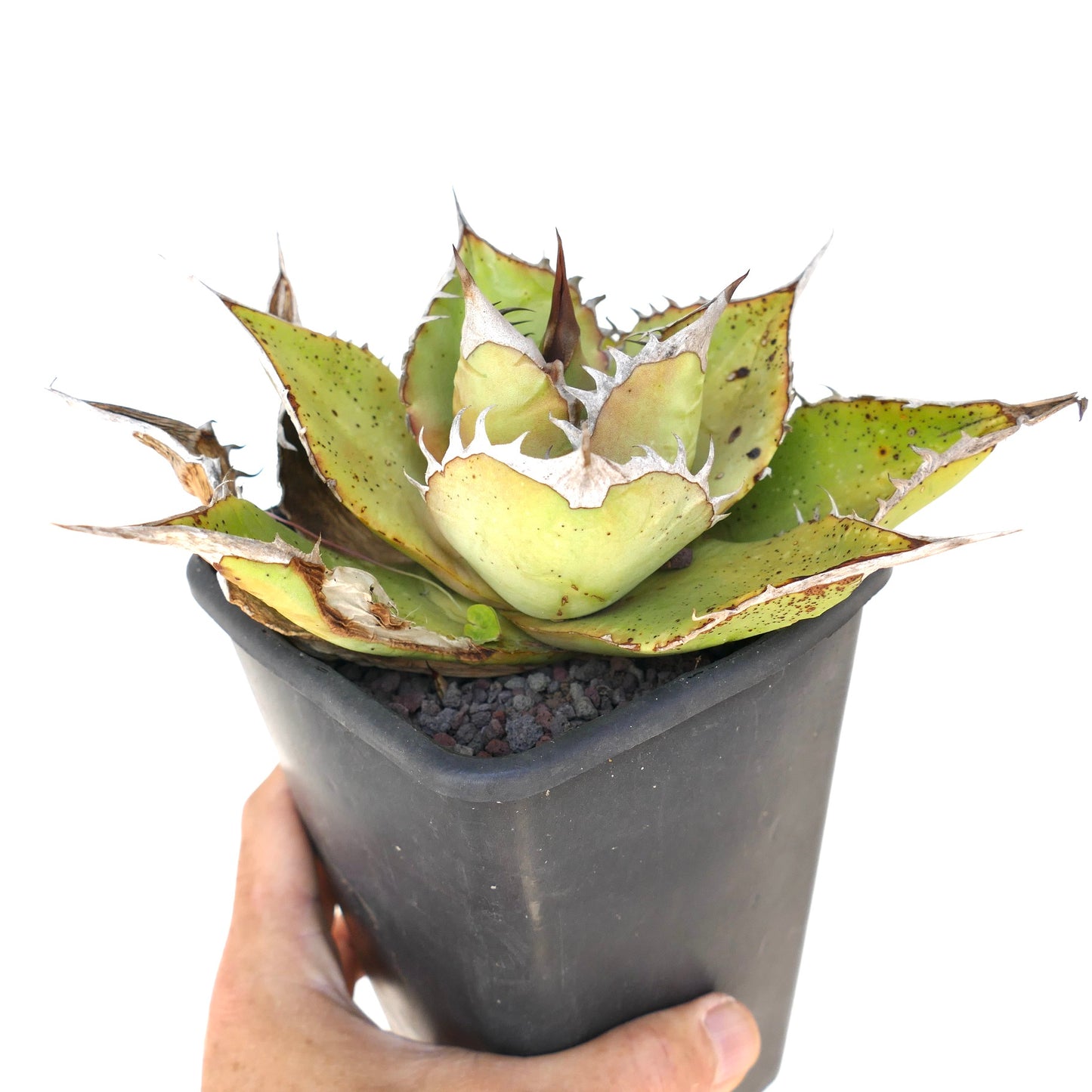 Agave oteroi succulent with thick pointed leaves and prominent spines in black pot