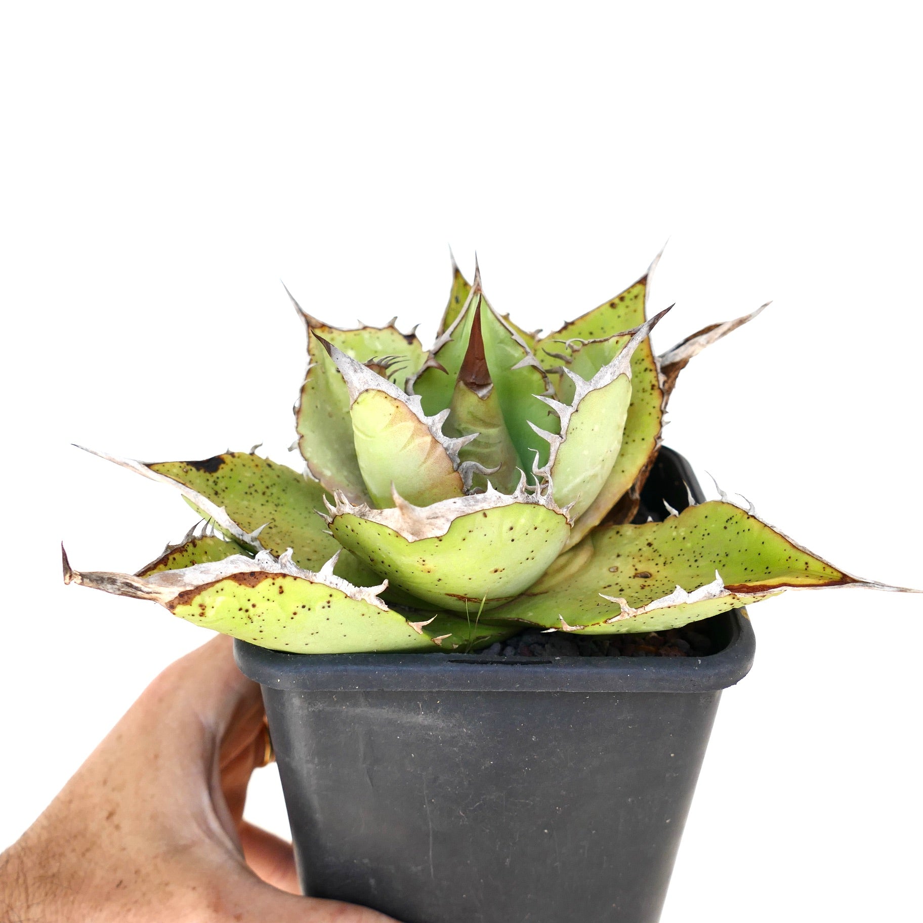 Agave oteroi succulent with thick spiny green leaves and brown tipped edges in black pot