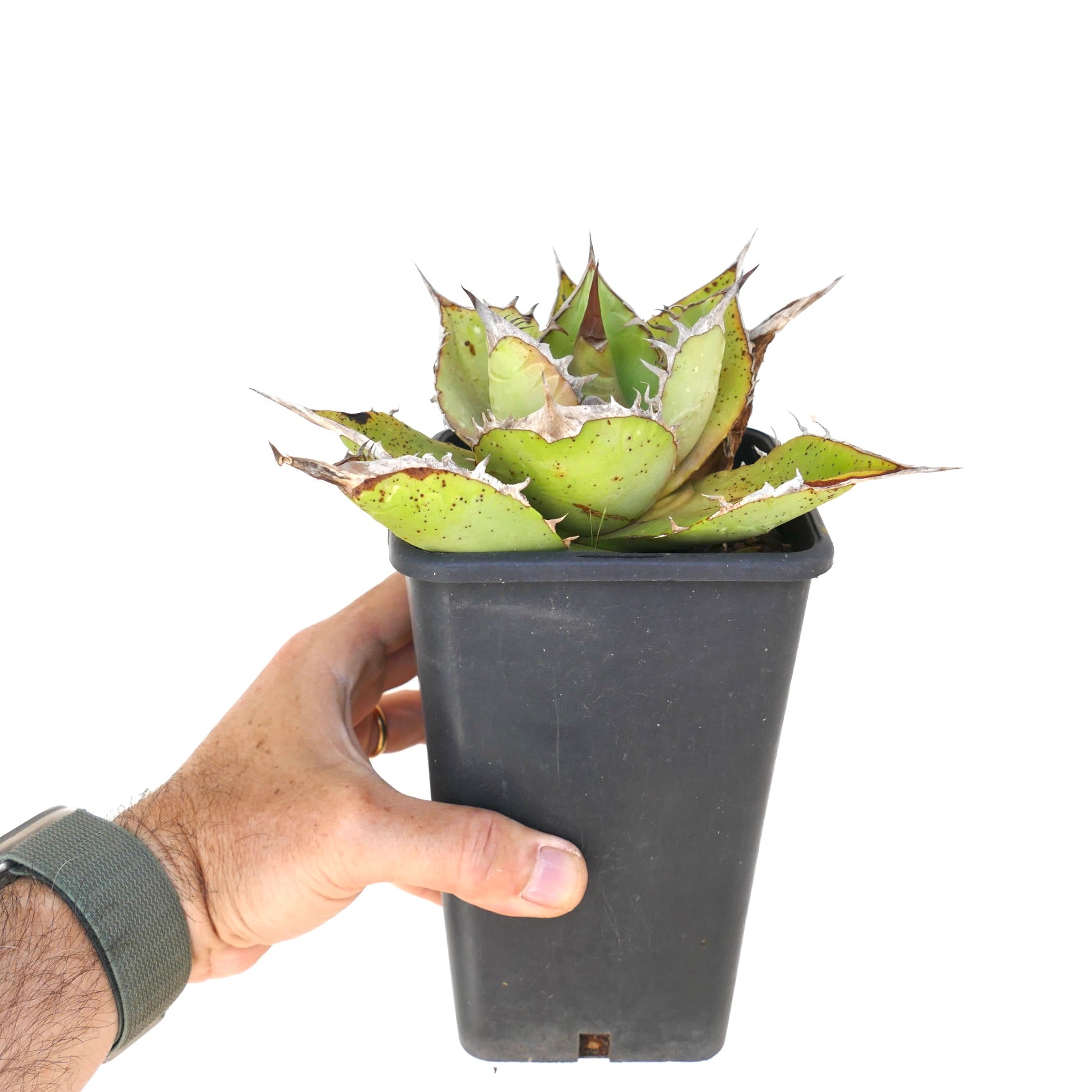 Agave oteroi succulent with thick green leaves and sharp brown spines in black pot