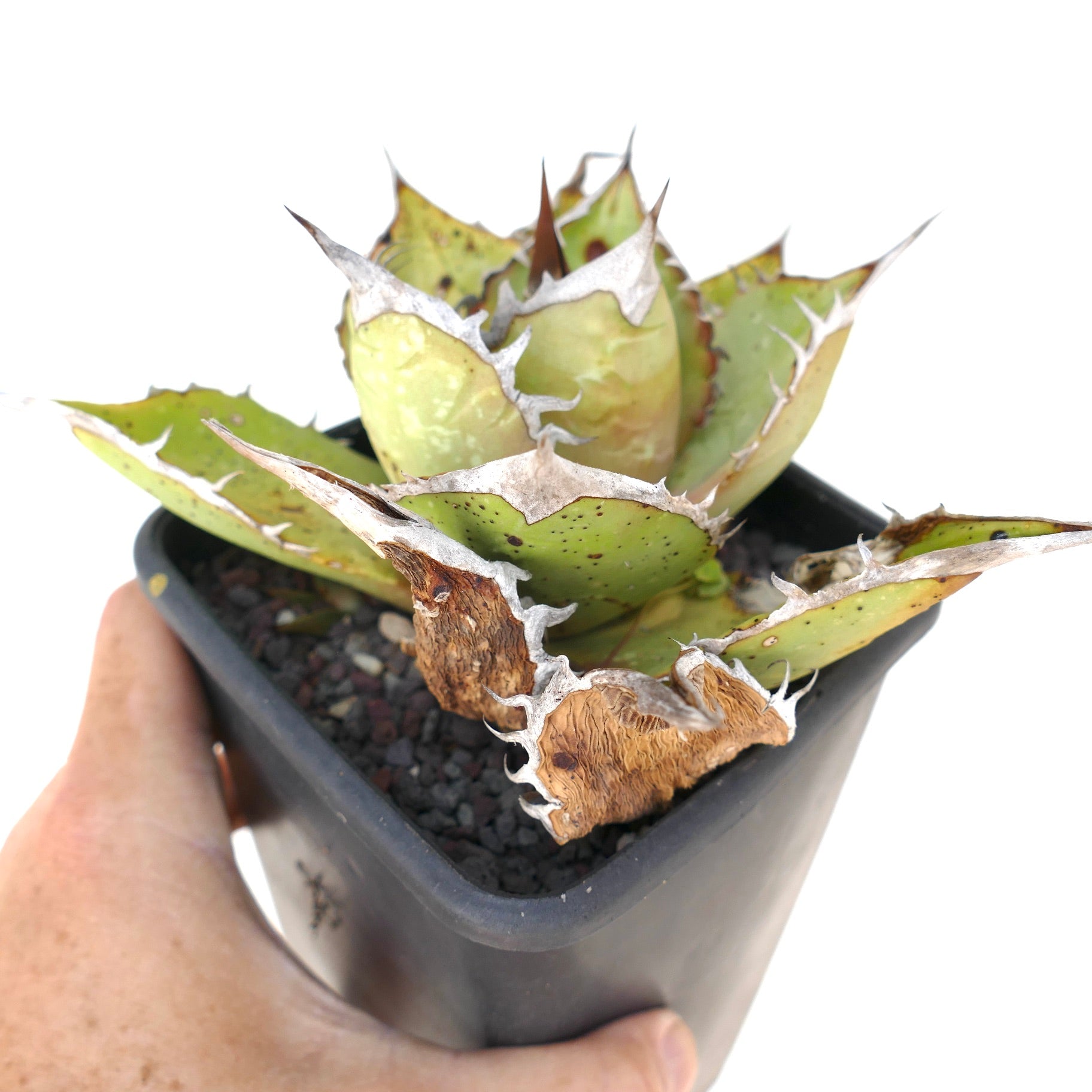 Agave oteroi succulent with thick spiny leaves and dried brown edges in black pot