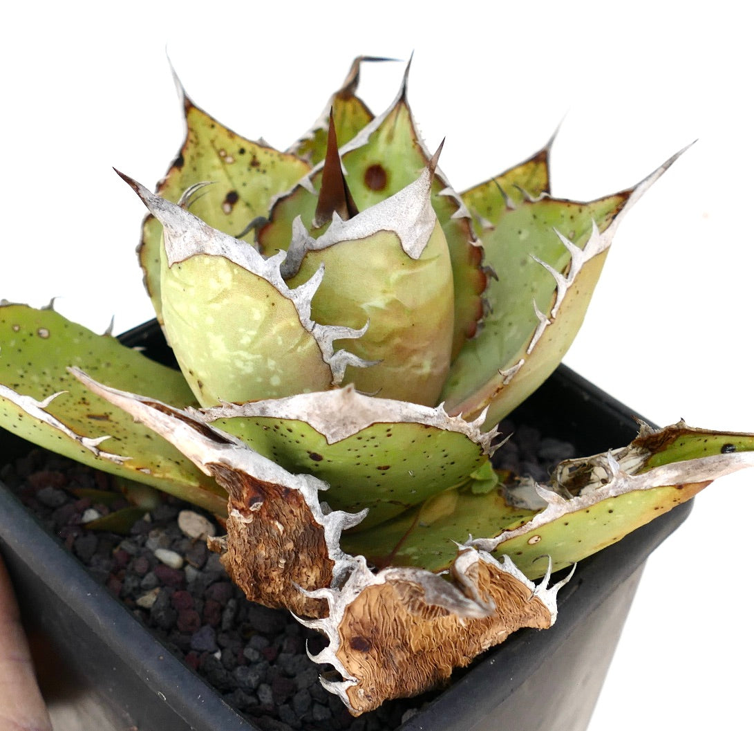 Agave oteroi succulent with thick green leaves, white margins, and sharp brown spines in pot