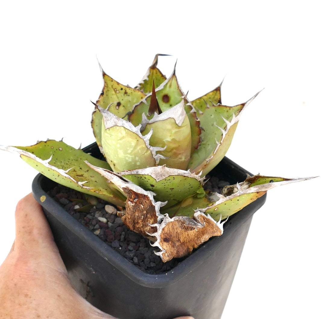 Agave oteroi succulent with thick green leaves, white margins, and sharp brown spines in pot