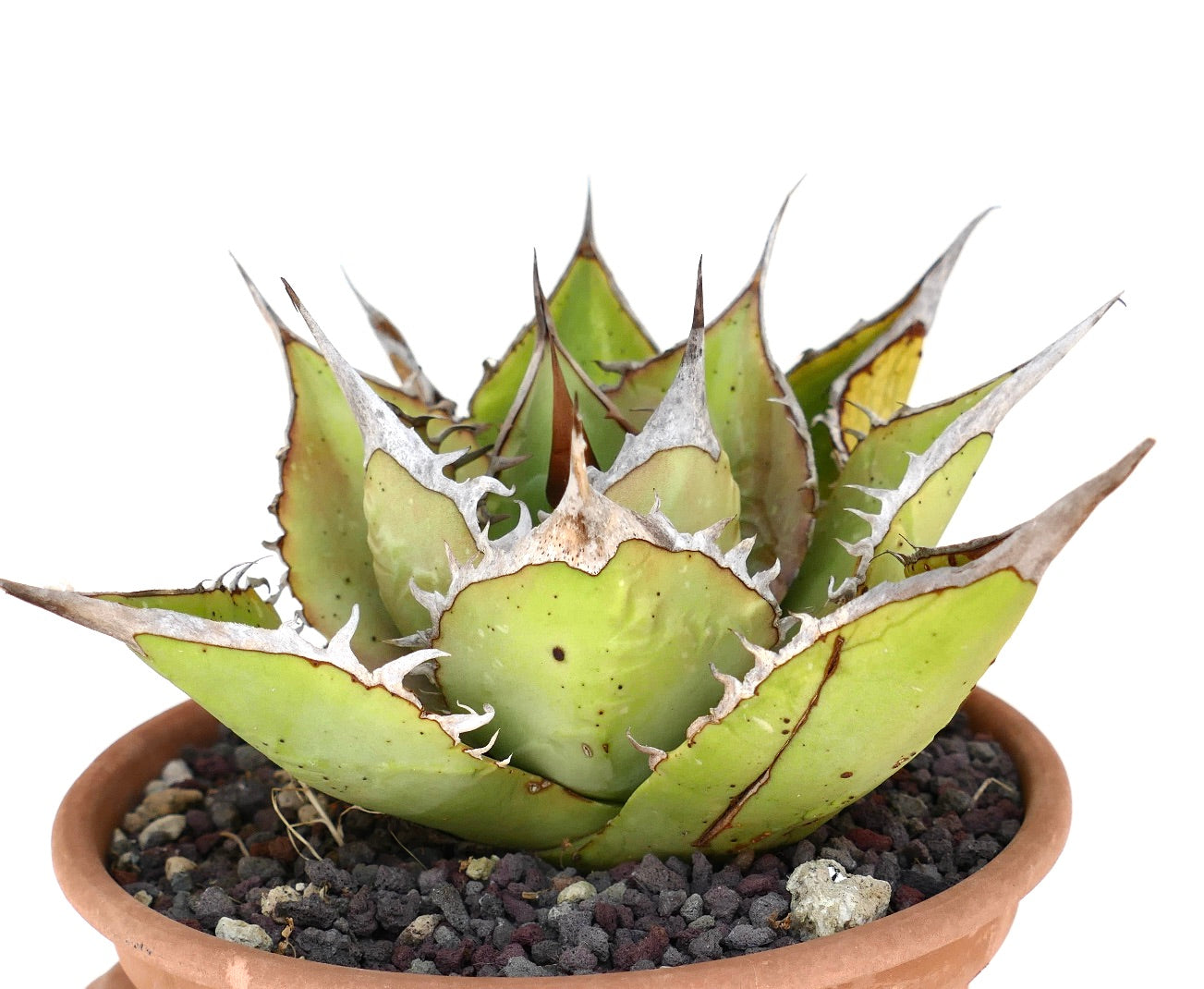 Agave oteroi sukkulent med tykke grønne blader og fremtredende grå pigger i terrakottapotte