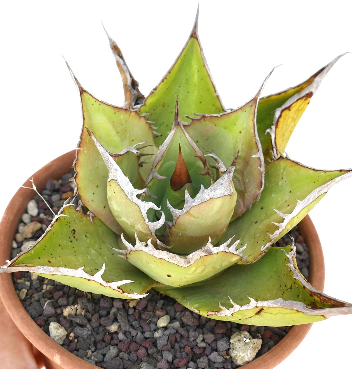 Agave oteroi VILL sukkulent med tykke grønne blader og fremtredende hvite pigger i terrakottakrukke