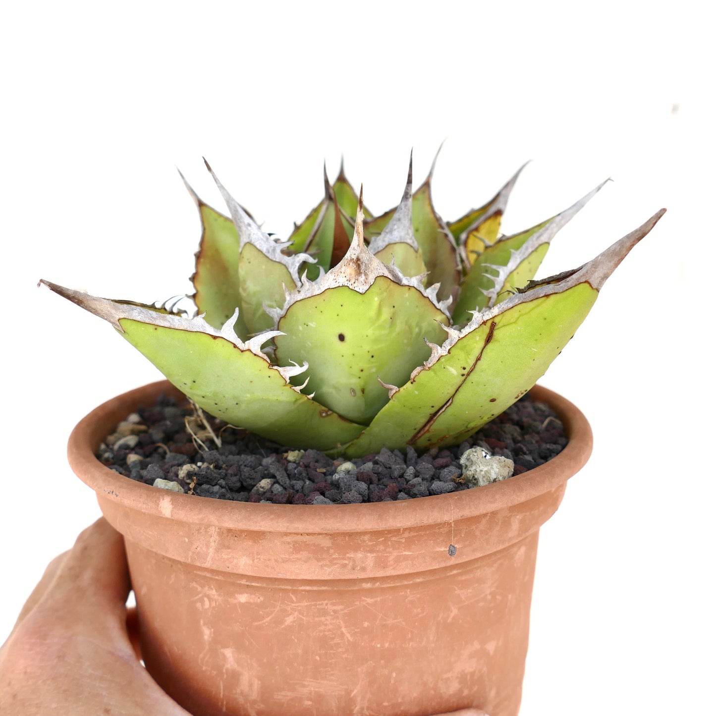 Agave oteroi VILL sukkulent med tykk grønne blader og fremtredende skarpe torner i terrakottapotte