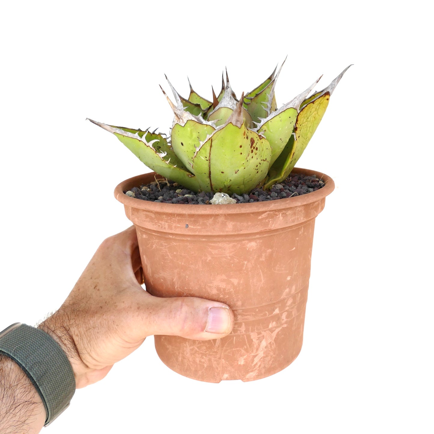 Agave oteroi VILL sukkulent med tykke grønne blader og skarpe brune torner i terrakottakrukke