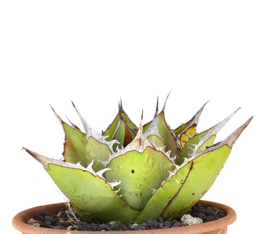 Agave oteroi succulent with thick green leaves and prominent brown spines in terracotta pot