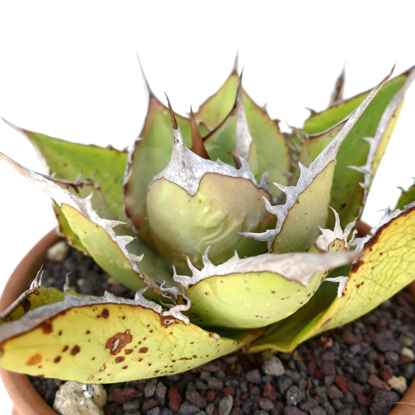 Agave oteroi VILL sukkulent med tykke grønne blader og fremtredende hvite torner i potte