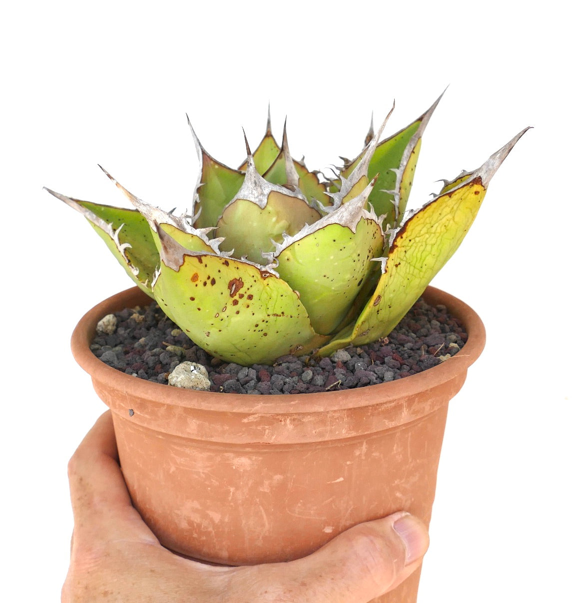 Agave oteroi VILL sukkulent med tykke grønne blader og fremtredende torner i terrakottapotte