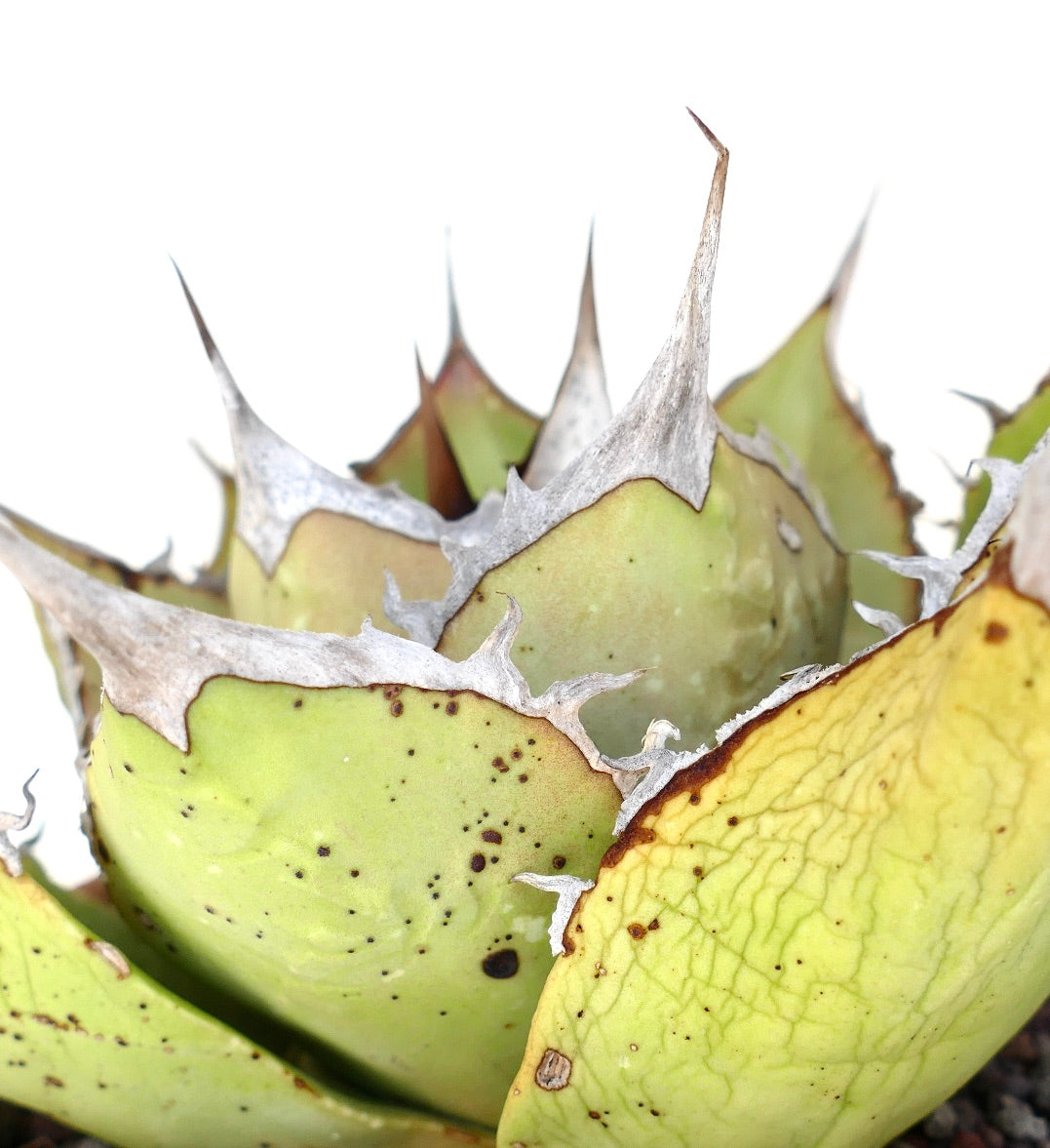 Agave oteroi sukkulent med tykke, blekgrønne blader og markante grå torner på kantene