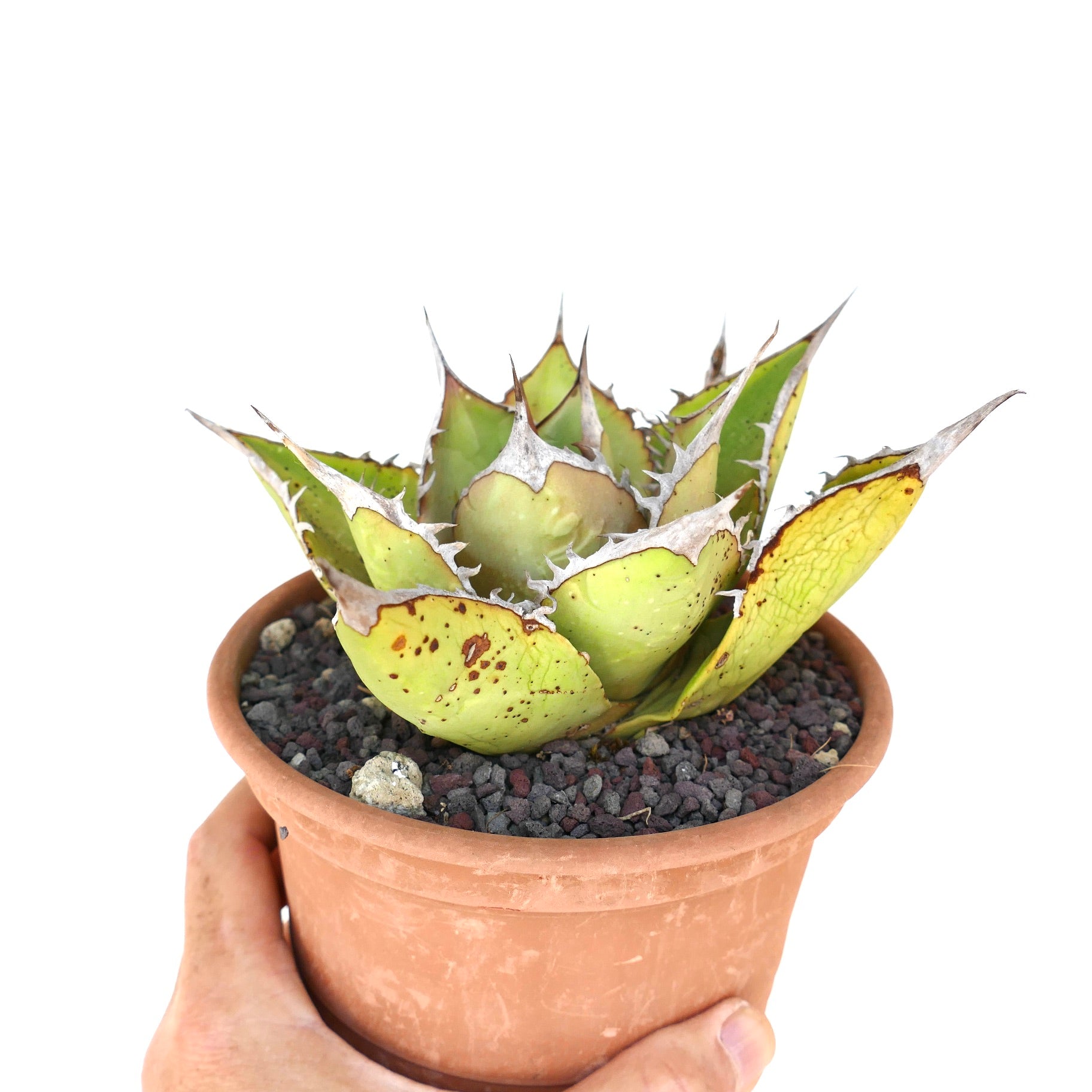 Agave oteroi VILL sukkulent med tykke, taggete blader og brune flekker i terrakottapotte
