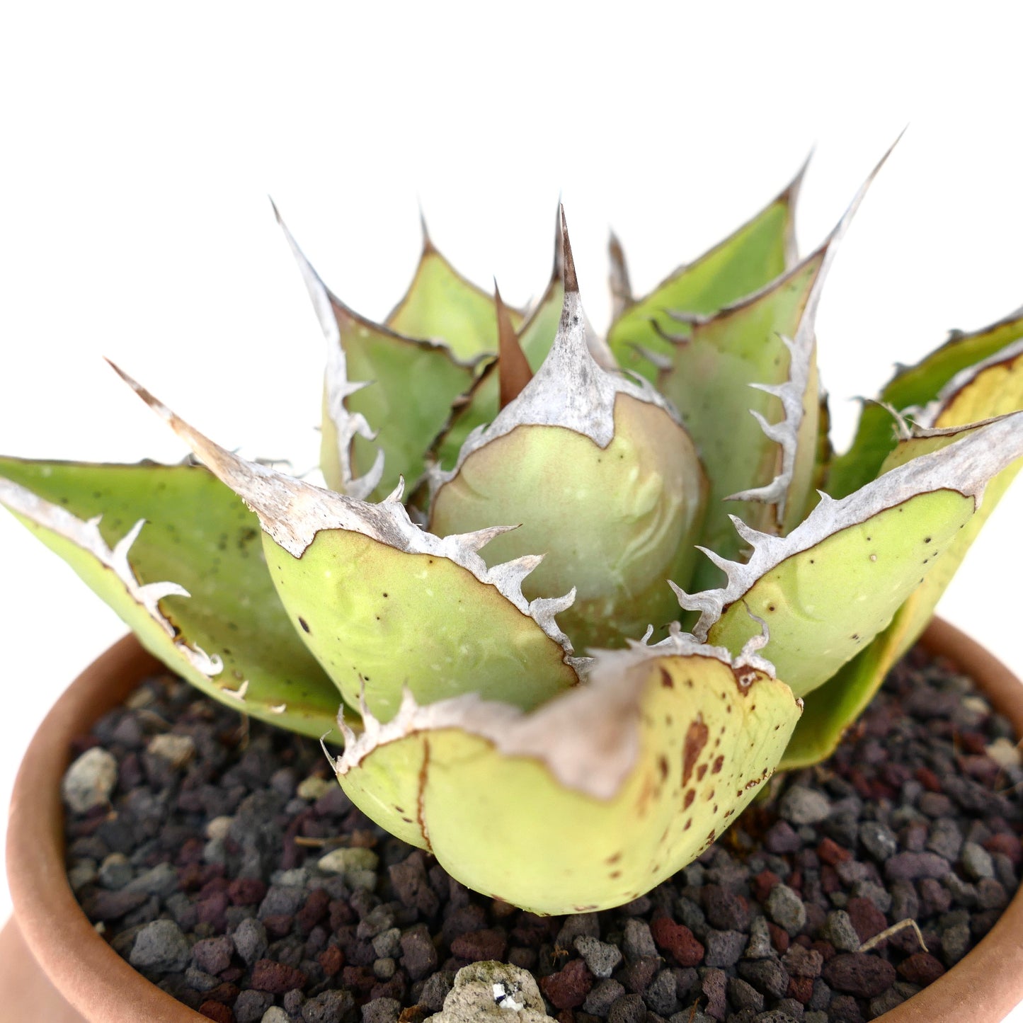 Agave oteroi VILL sukkulent med tykke grønne blader og fremtredende hvite pigger i terrakottapotte